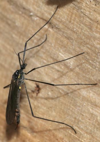 Gnophomyia sp.